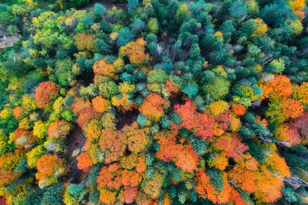 Wonderful autumn forest top view Abstract natural background