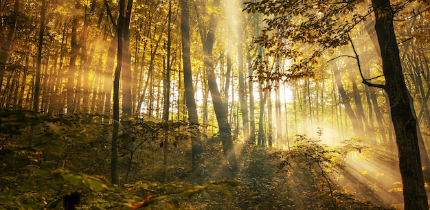 Wonderful autumn landscape. The rays of the sun in a brightly colored blurred autumn forest. Natural background.