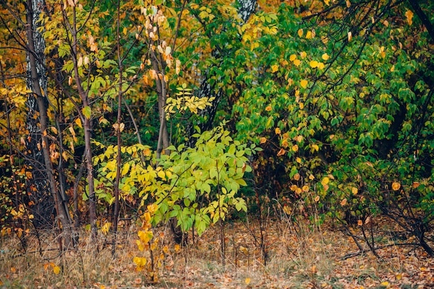 Wonderful autumn landscape with multicolor leaves.