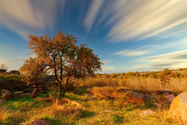 Wonderful autumn landscape with silhouettes of trees and yellow grass