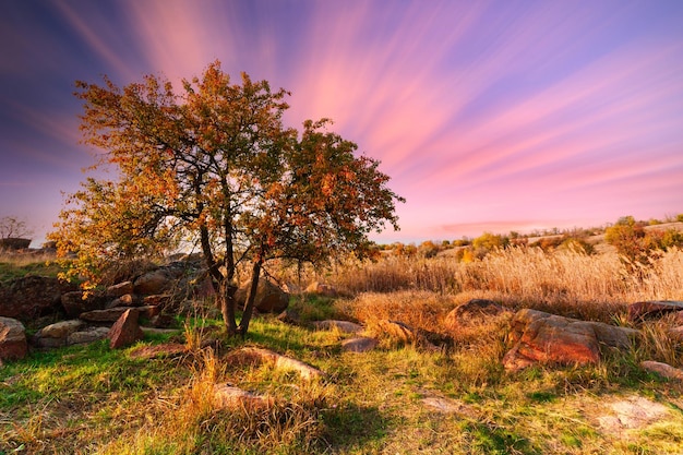 Wonderful autumn landscape with silhouettes of trees and yellow grass