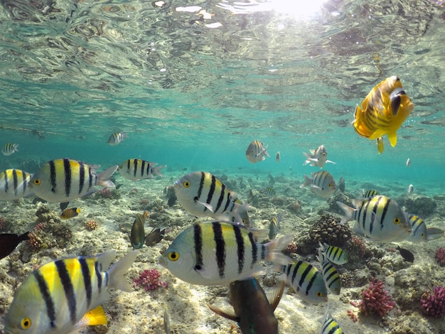 Wonderful and beautiful underwater world with corals and tropical fish Red sea Egypt