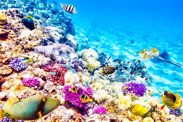 Wonderful and beautiful underwater world with corals and tropical fish