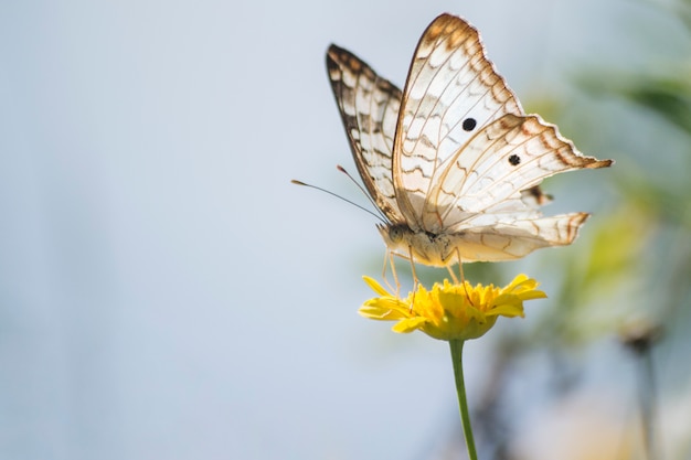 Wonderful butterfly on dandelion