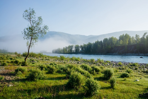 Wonderful calm morning landscape with alone tree near mountain river in fog. Beautiful green meadow with fresh flora near river in mist. Tranquil scenery of pleasant morning freshness. Inspiring view.