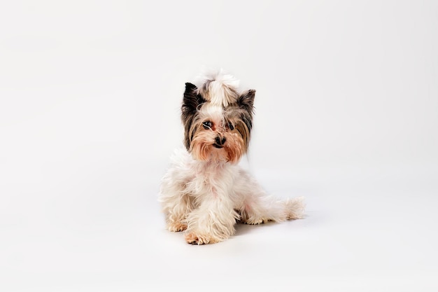 Wonderful dog Beaver Yorkshire Terrier isolated on a white background