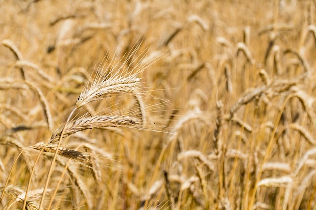 Wonderful field of yellow wheat ears ready to be harvested in summer