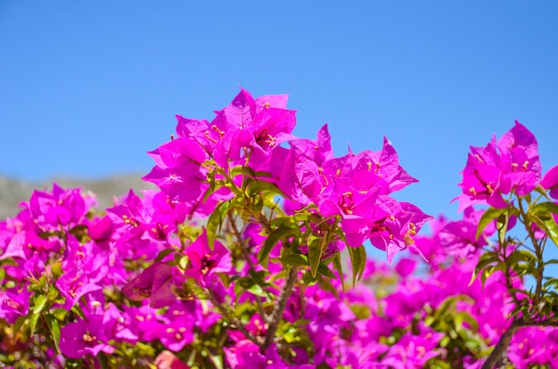 Wonderful flowers found in Greece on the island