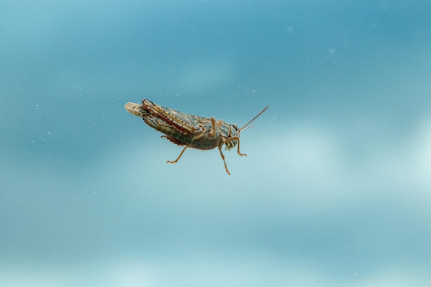 Wonderful Grasshopper against a blue sky