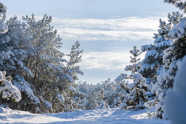 A wonderful magical winter landscape with a coniferous forest covered with fluffy snow Blue sky above the trees Snowy forest