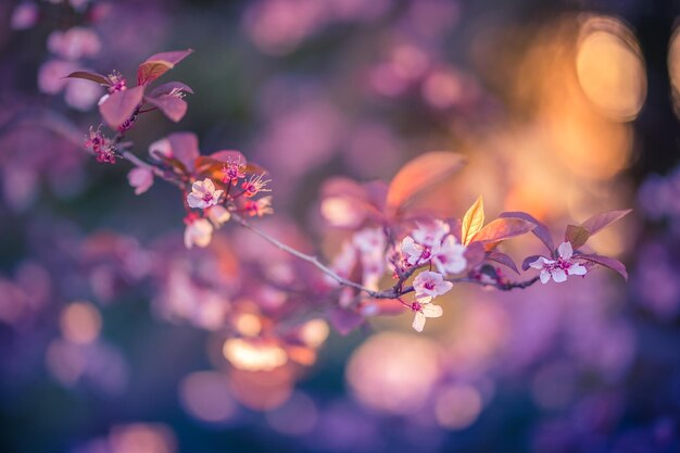 Wonderful nature scene background for spring or summer background. Pink cherry flowers and soft sun