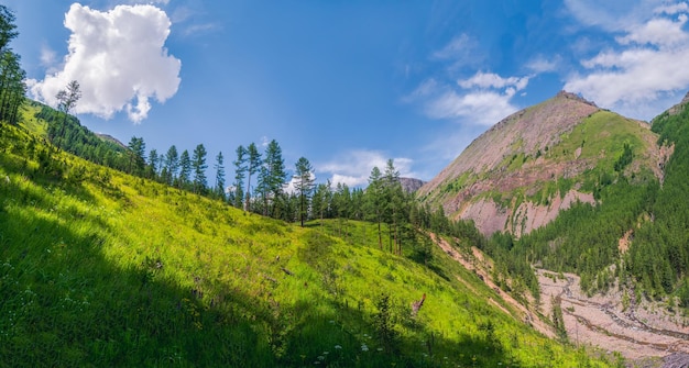 Wonderful panoramic landscape to beautiful green mountains with trees in sunny day Vivid summer scenery with forest hills in sunlight Picturesque mountains with greenery and woods under blue sky