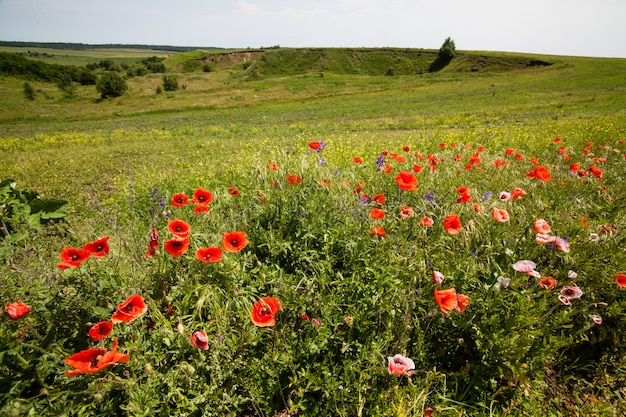 Wonderful poppy field in late may