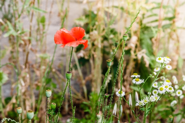 Wonderful red poppies in green grass