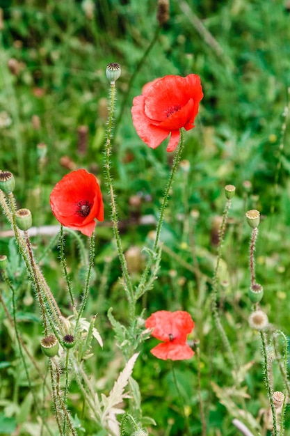 Wonderful red poppies in green grass