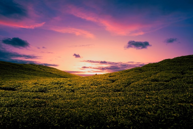 Wonderful sunset over farmland