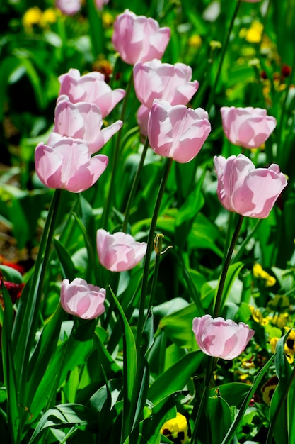 Wonderful tulip blossom