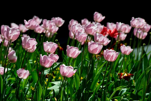 Wonderful tulip blossom