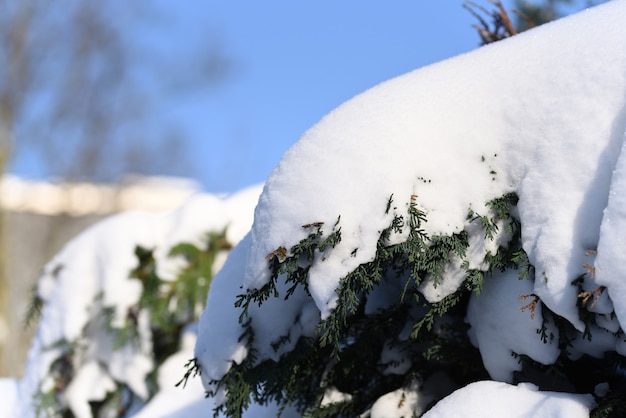 Wonderful view conifer tree after blizzard