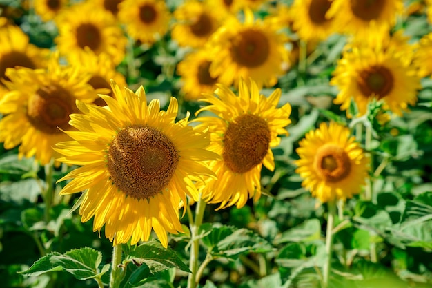 Wonderful view field of yellow sunflowers by summertime.