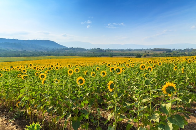 Wonderful view of sunflowers field under blue sky, Nature summer landscape