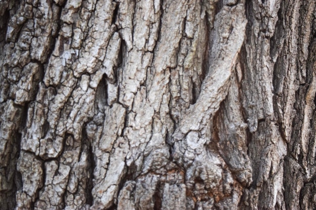 Wood background texture tree bark backdrop