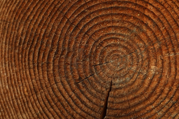 Wood cross section texture or surface, macro