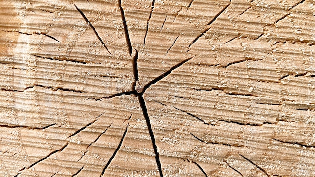 Wood Cross Section Tree Rings Cut Slice Brown Stump Isolated on White Showing Age and Years