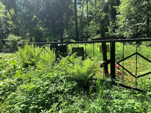 Wood crosses on graves in cemetery in summer cemetery in the green forest grave unknown monuments on the field