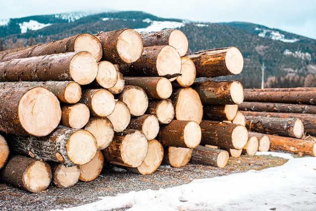 Wood cutting in the winter Logging timber log trunks pile in the forest Forest wood industry