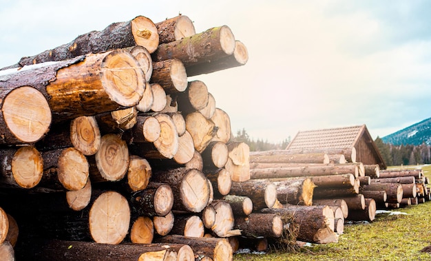 Wood cutting in the winter Logging timber log trunks pile in the forest Forest wood industry