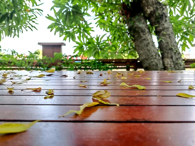 Wood floor with blurred trees of nature and sky background