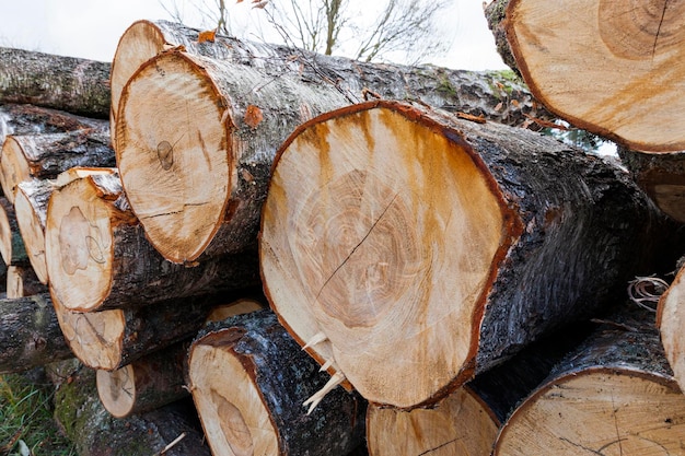 Wood harvesting in the forest