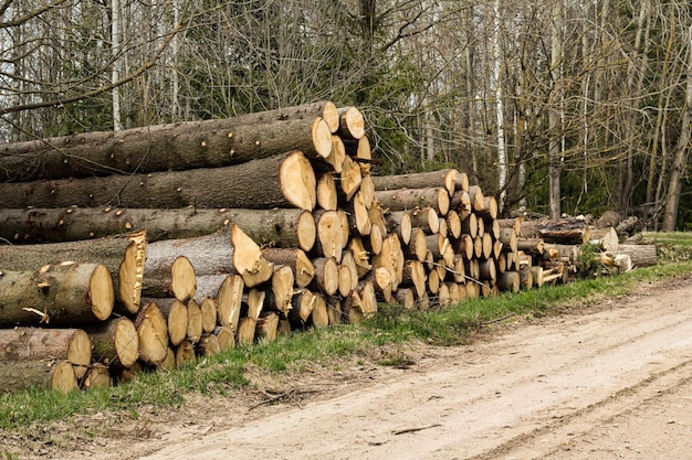 Wood for logging piled logs in the summer forest dead coniferous trees gray cut logs sawdust