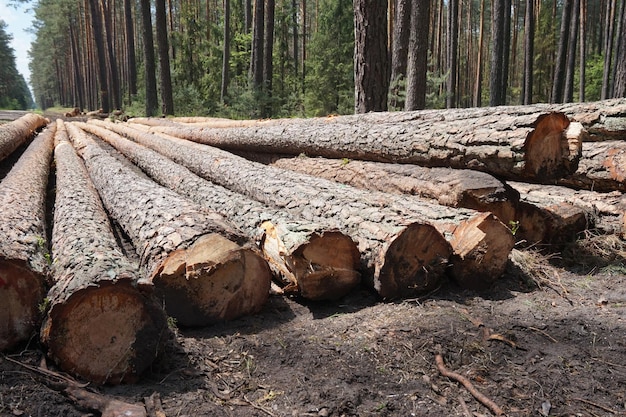 Wood logs laying on a ground in forest