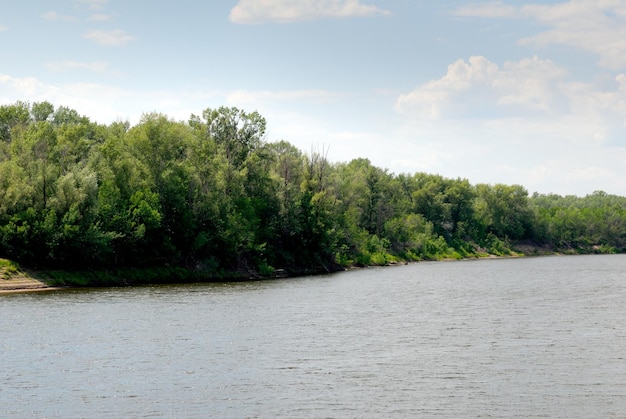 Wood on river coast