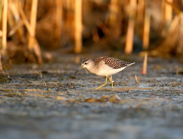 A wood sandpiper in soft morning light in natural habitat