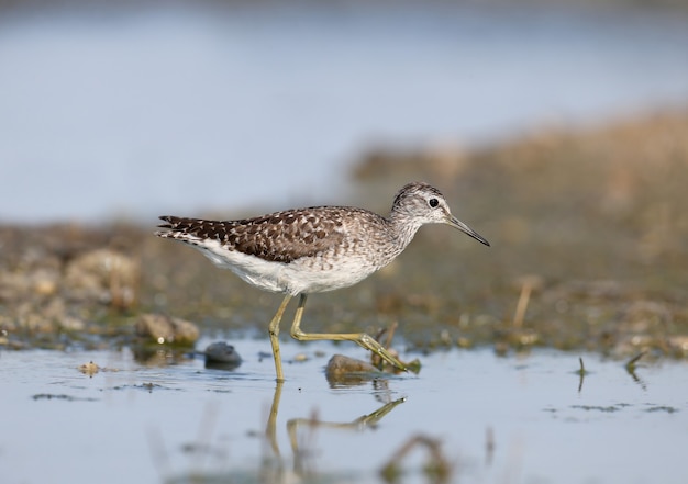 Wood sandpiper Tringa glareola bird  in a natural habitat in different situations in closeup