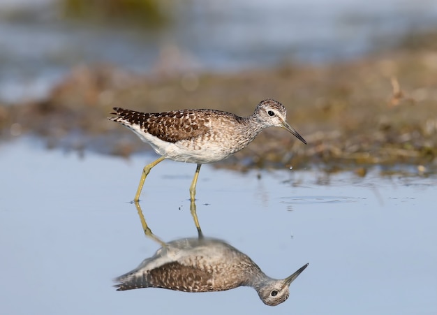 Wood sandpiper Tringa glareola in a natural habitat in different situations in closeup