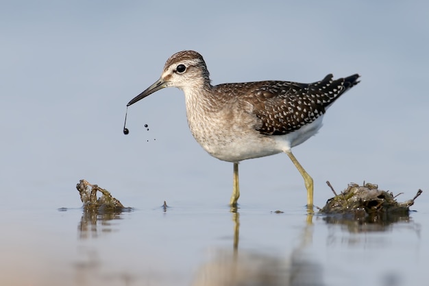 The wood sandpiper (Tringa glareola) stands in a blue water with a black drops on its beak