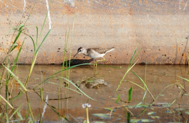 Wood sandpiper (Tringa glareola) walks in the water on a sunny morning. Western Siberia. Russia