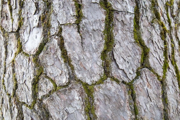 Wood skin pattern from a real tree