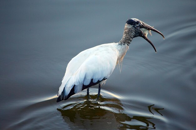 A wood stork eats breakfast while wading in brackish water By MD Rayhan Raju