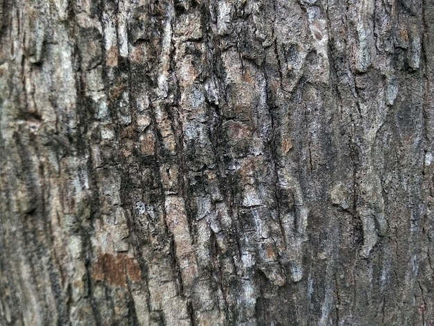 wood texture bark background surface with old natural pattern