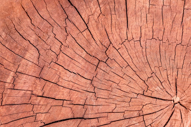 Wood texture brown aged stump cut