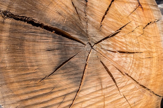 Wood texture of cutted tree trunk