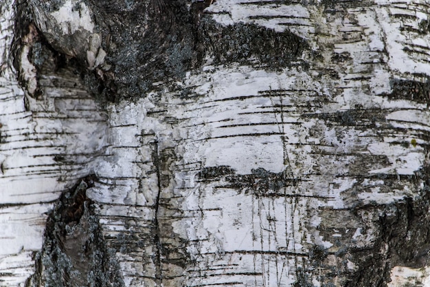 Wood texture, natural birch bark