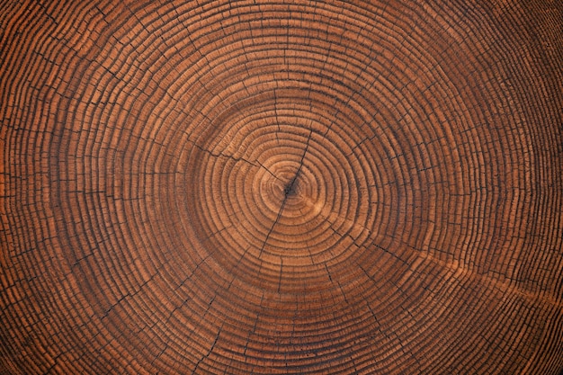 Wood texture of old stump natural background of cut trunk with annual rings