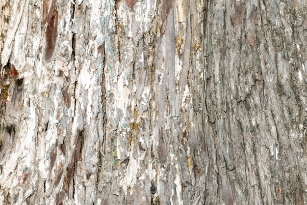 wood texture, old tree trunk