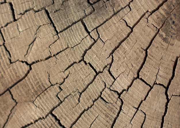 Wood texture with natural patterns